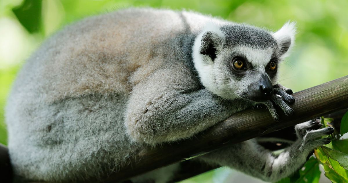 Ringtailed Lemur Bird Paradise Mandai Wildlife Reserve