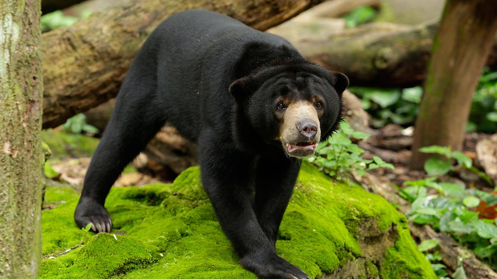 Sun Bear - Singapore Zoo