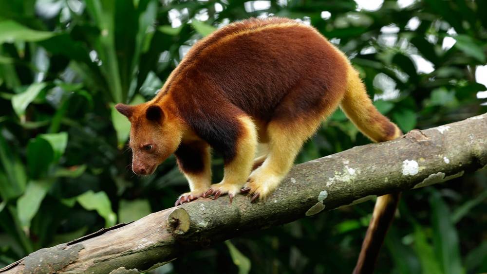 Tree kangaroo