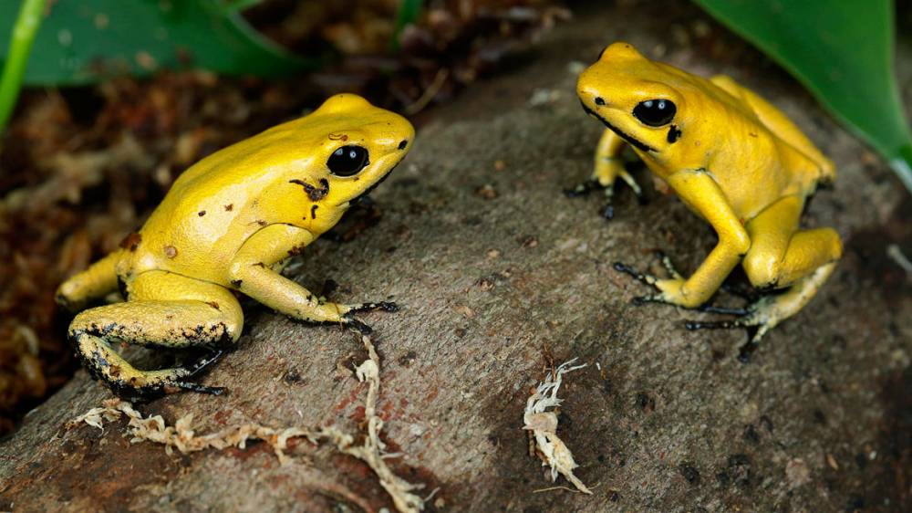 让这一物种远离伤害