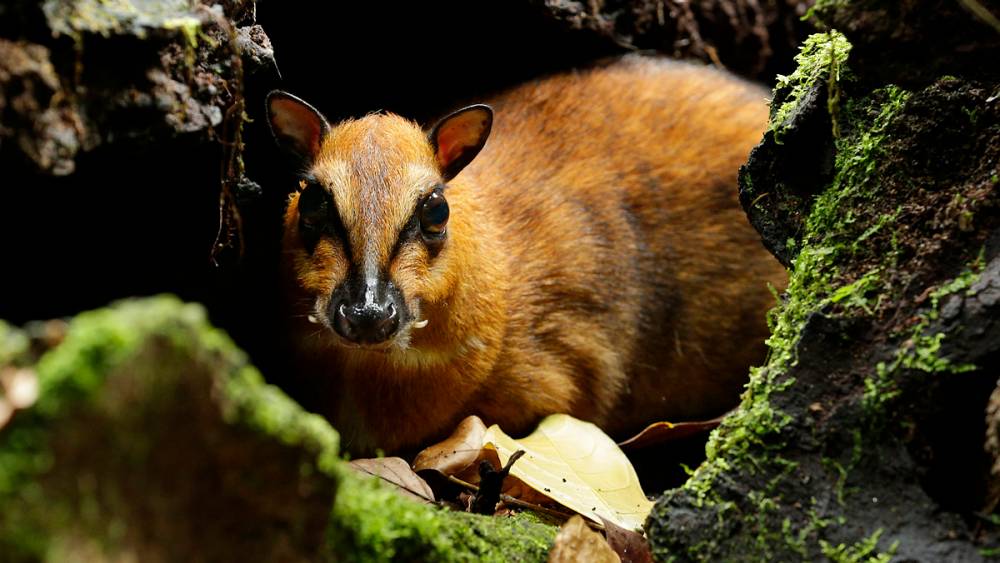 Greater mousedeer