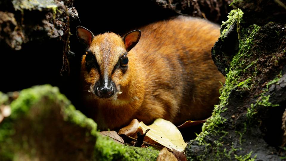 Greater mousedeer