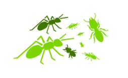 Termites and ants