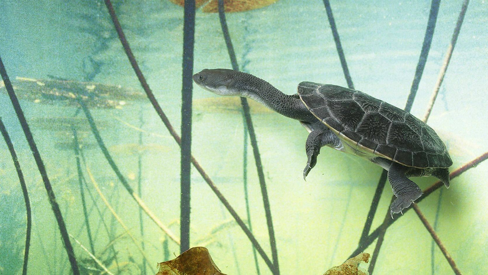 Rote Snake-necked Turtle - Singapore Zoo
