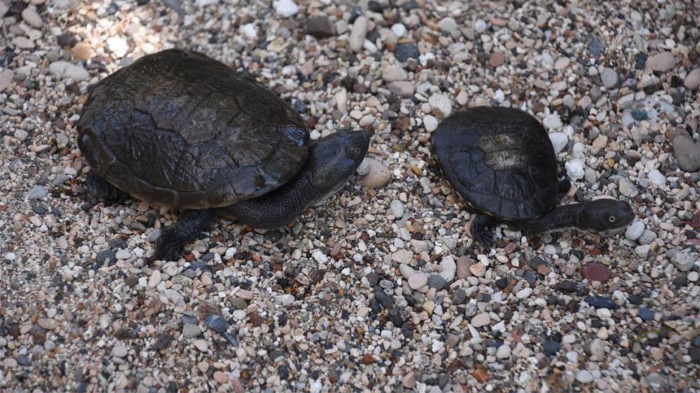 保护罗地岛蛇颈龟