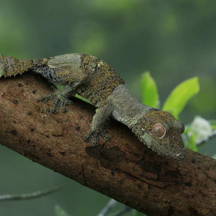 RepTopia - Singapore Zoo