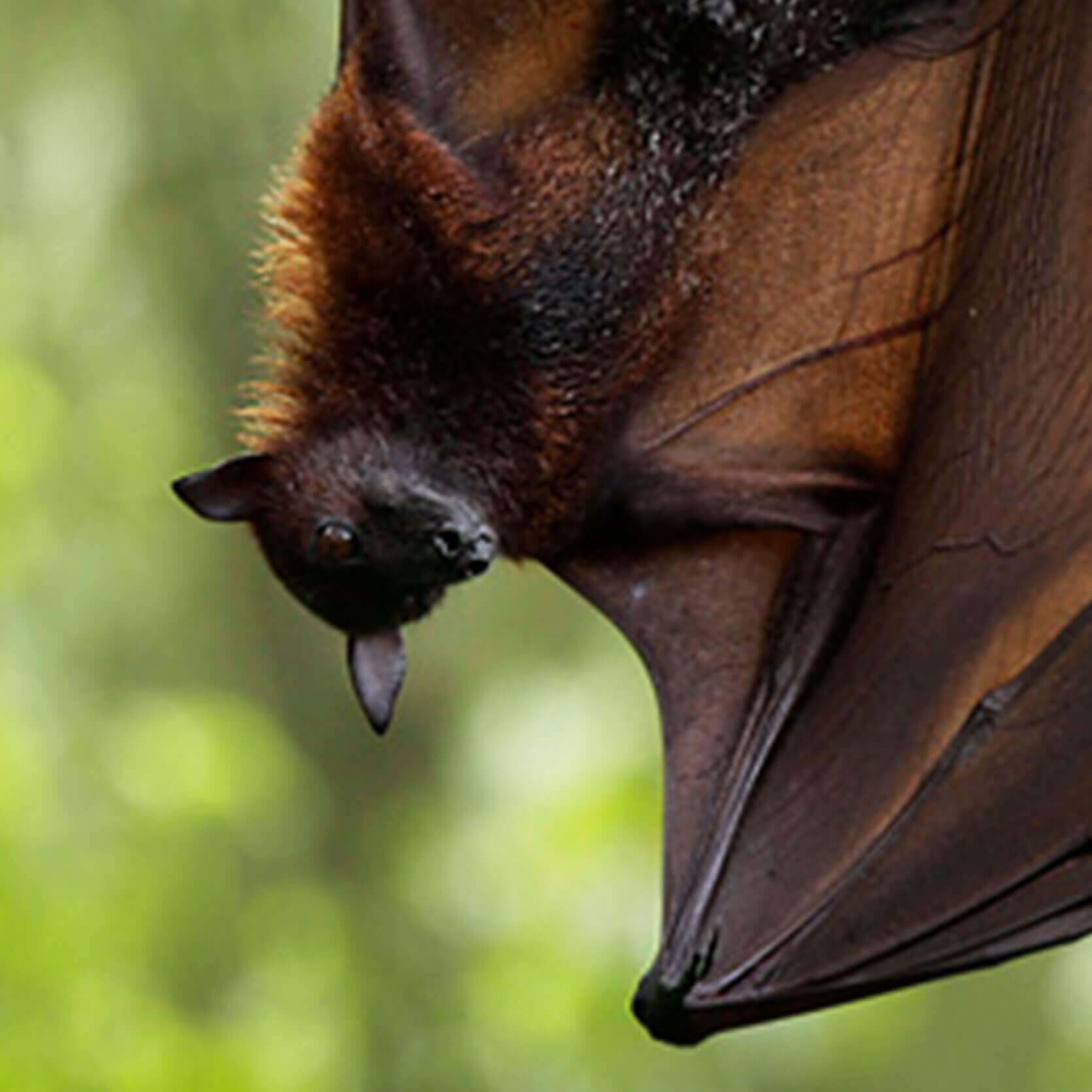 Malayan Flying Fox Singapore Zoo