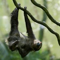 Two-toed Sloth