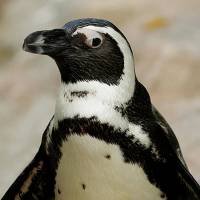 African Penguin