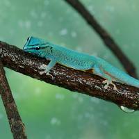 Electric Blue Gecko