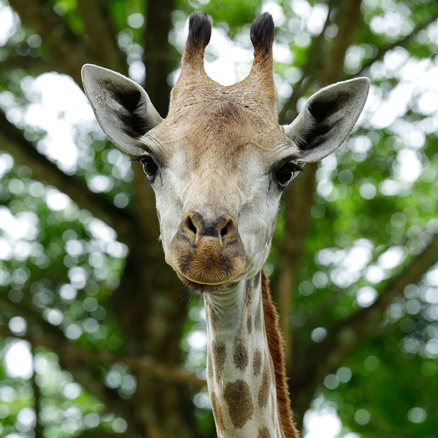 Giraffe - Singapore Zoo