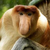 Proboscis Monkey
