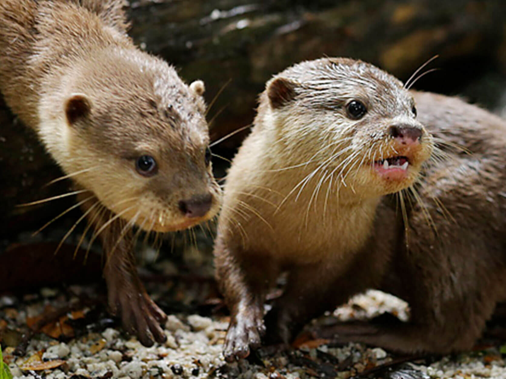 Asian Small-clawed Otter - Singapore Zoo