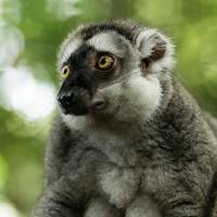 雨林大反击表演