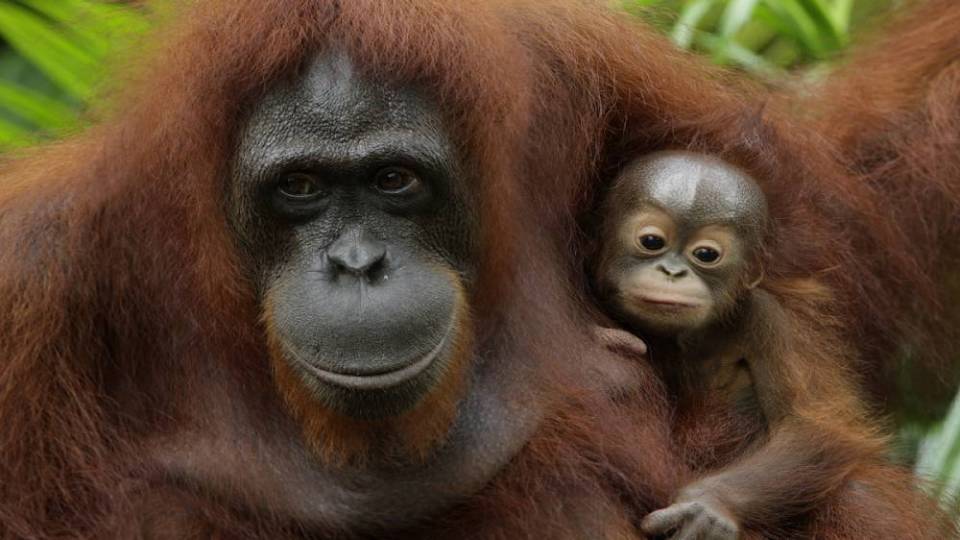 Sumber aktiviti prasekolah