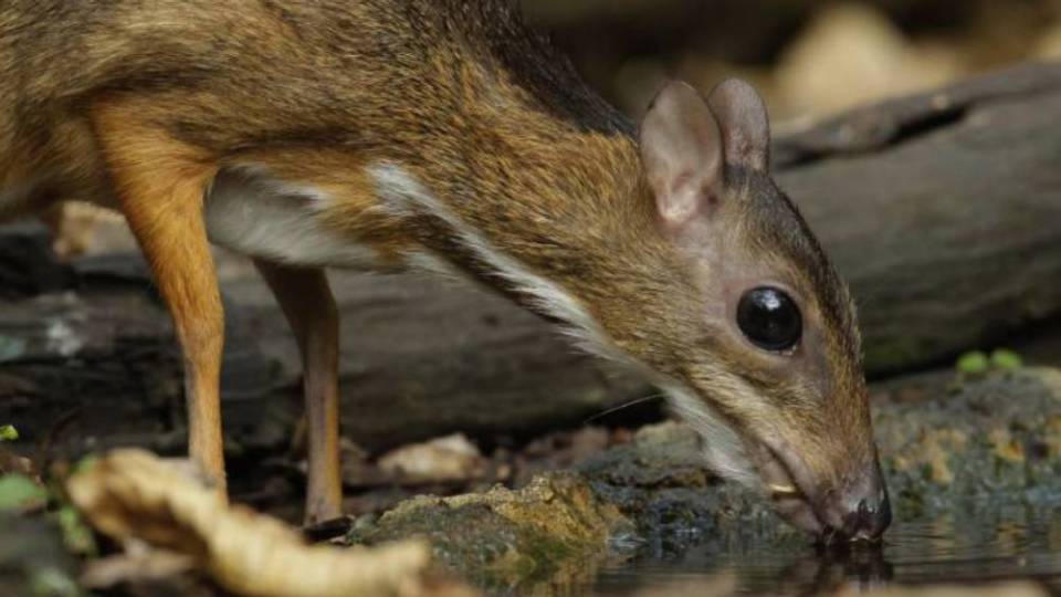 Sumber aktiviti sekolah rendah