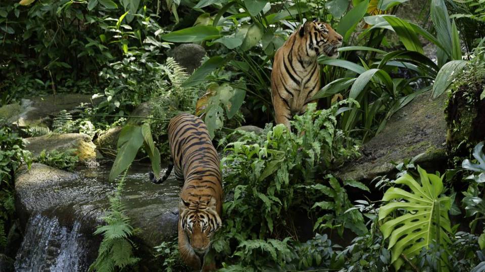 தமிழ் மொழி செயல்பாட்டு புத்தகங்கள்