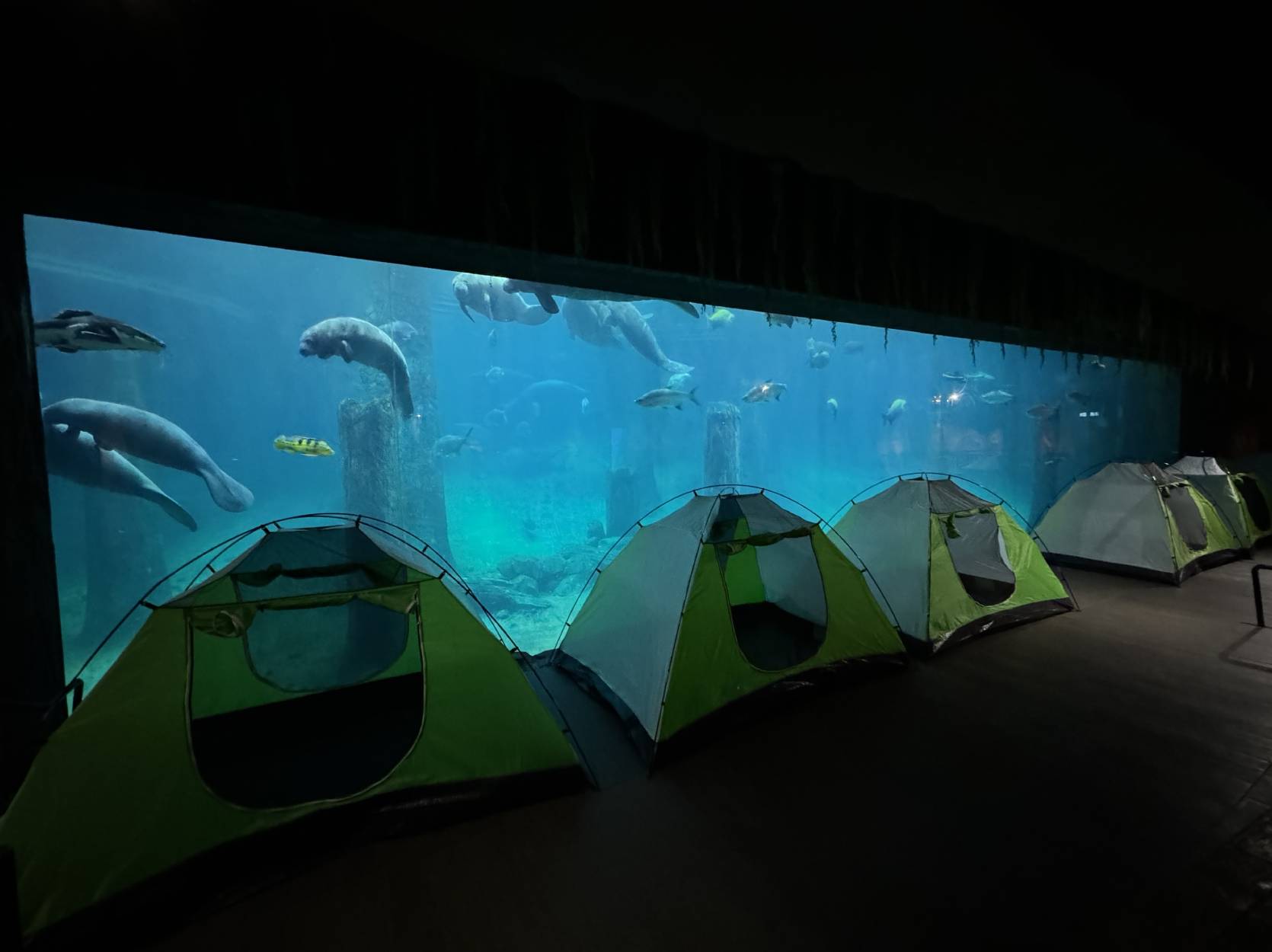 Tents at River Wonders