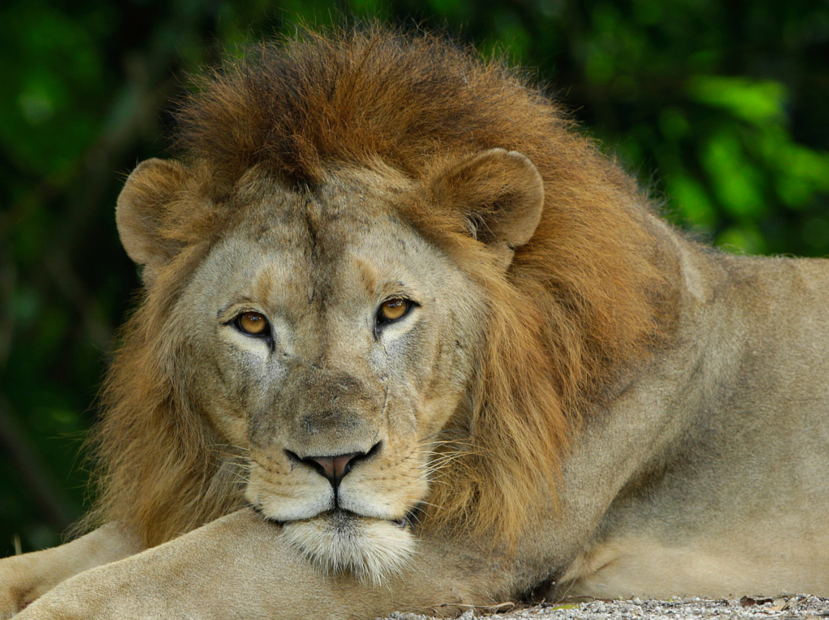 Lion resting