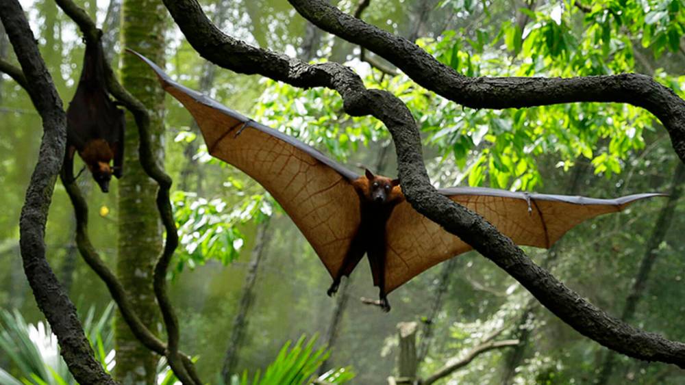 Malayan flying fox
