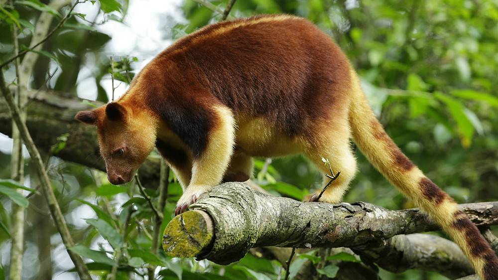 Tree kangaroo