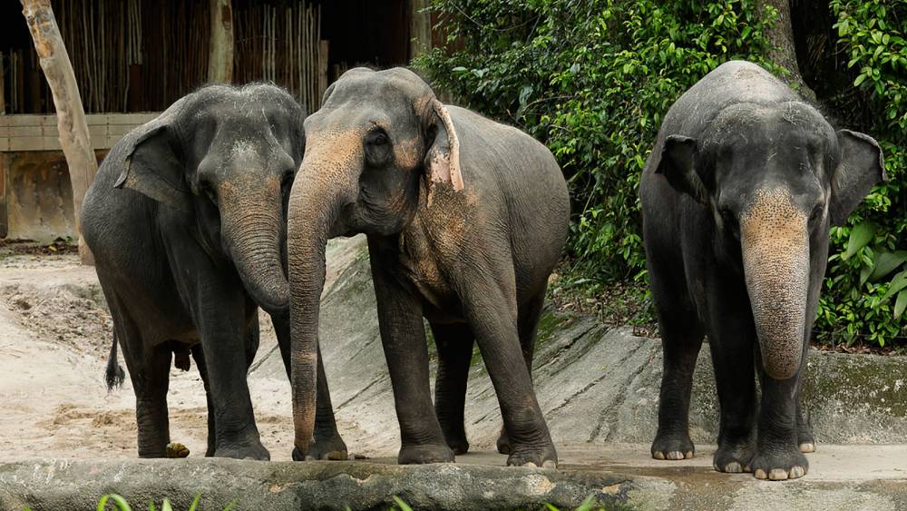 Asian elephants