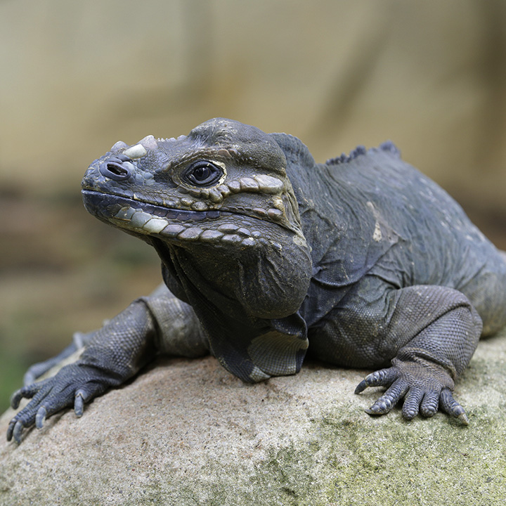 Reptile Kingdom Singapore Zoo