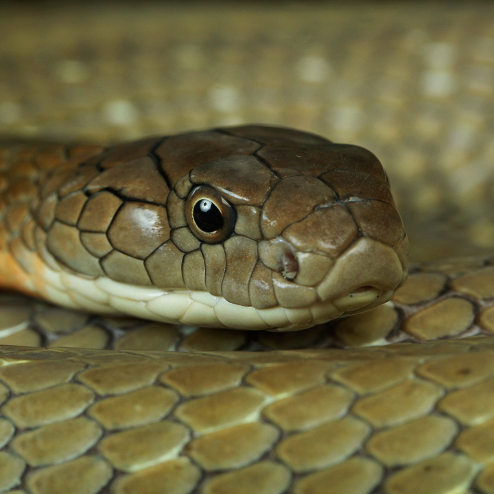 King Cobra