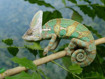 Reptile Kingdom - Singapore Zoo