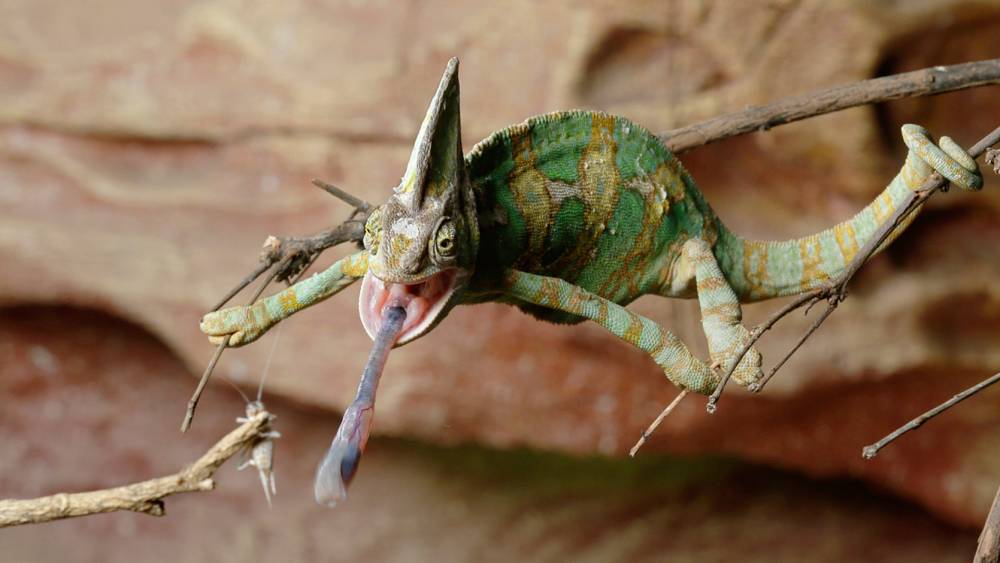 chameleon find its target - cricket
