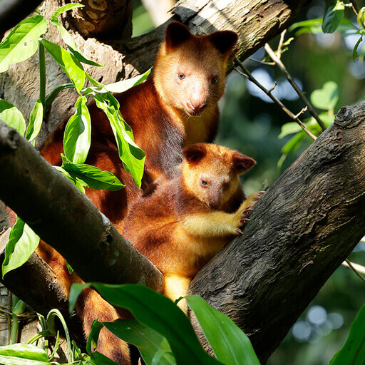 Tree Kangaroo Singapore Zoo