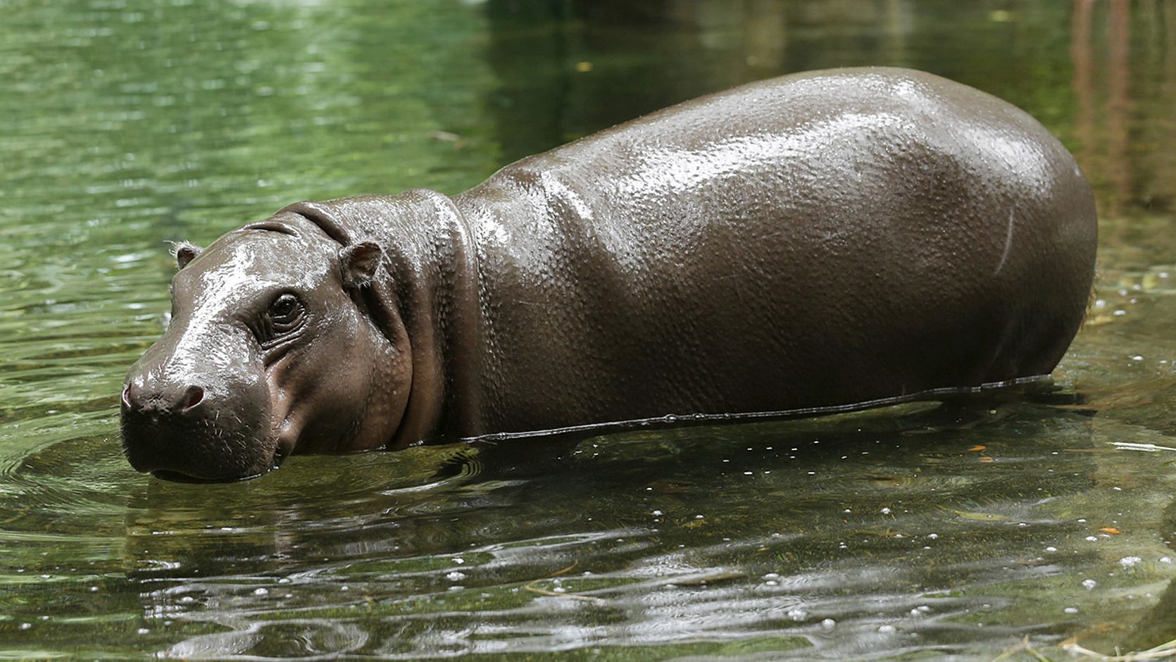 /content/dam/wrs/wrs-corporate/partner-with-us/individual-partnerships/animal-selection/AS6-Pygmy_Hippo_Psota_1670x940.jpg
