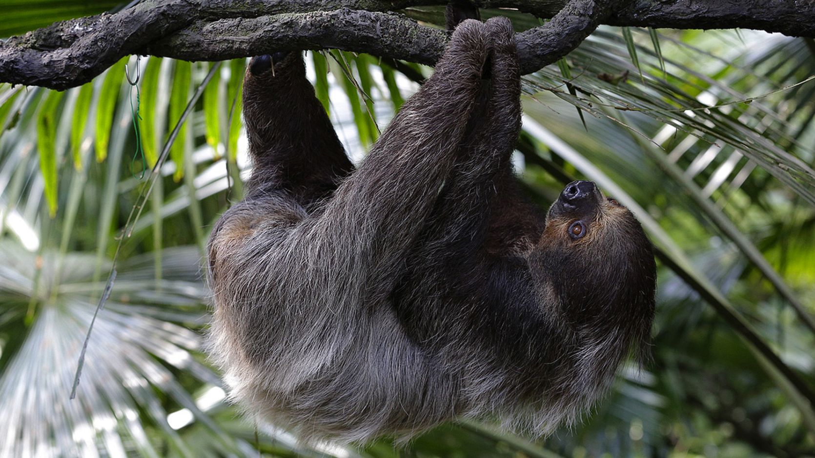 /content/dam/wrs/wrs-corporate/partner-with-us/individual-partnerships/animal-selection/AS9-Two-Toed_Sloth_Bunny_1670x940.jpg