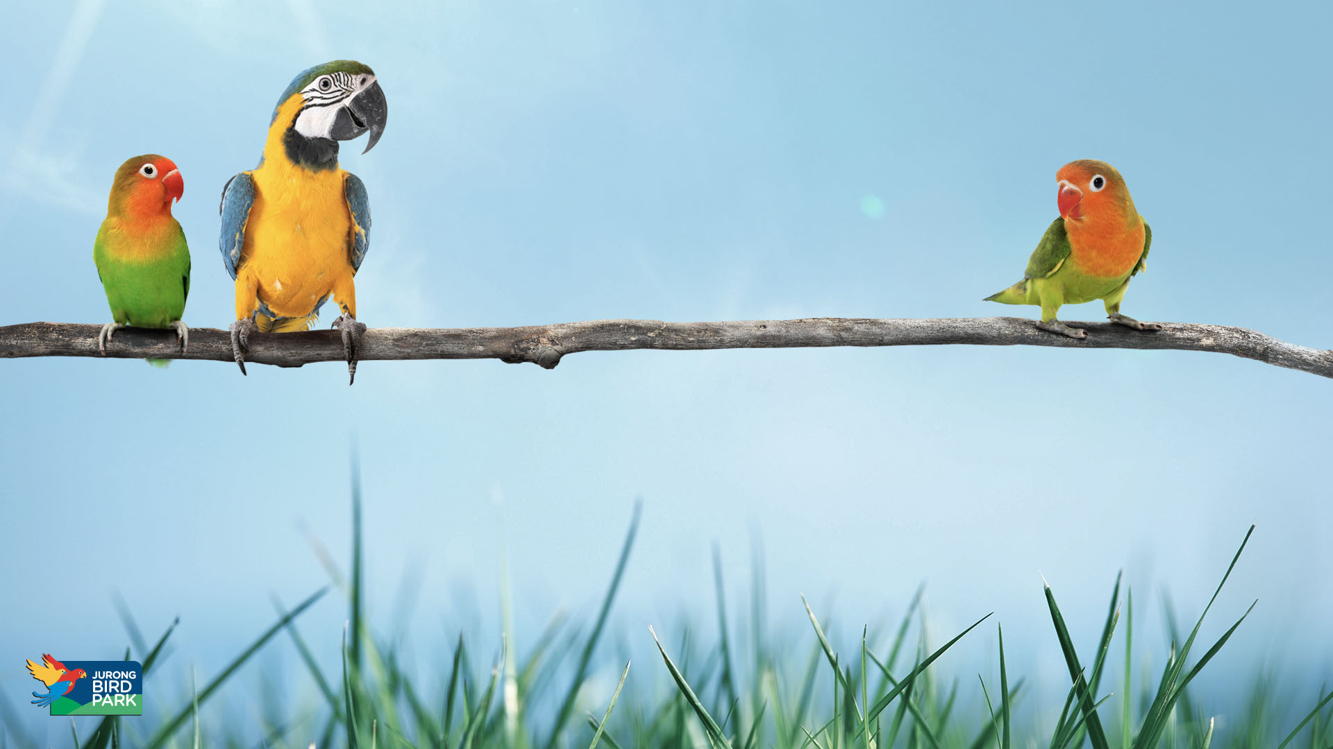 The Best 22 Baby Animal Zoom Backgrounds awarenessquoteqjibril