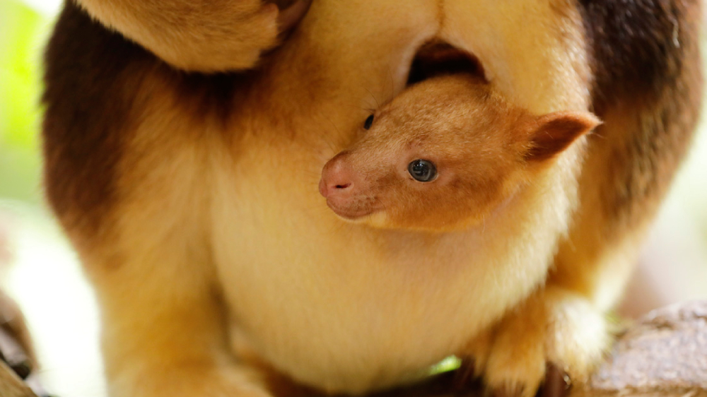 Nupela, the tree kangaroo