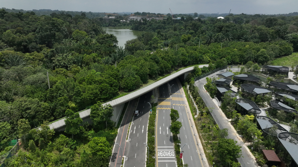 Mandai Wildlfie Bridge