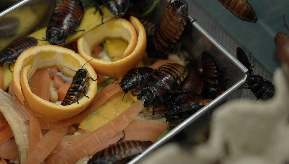 Hissing cockroach eating food