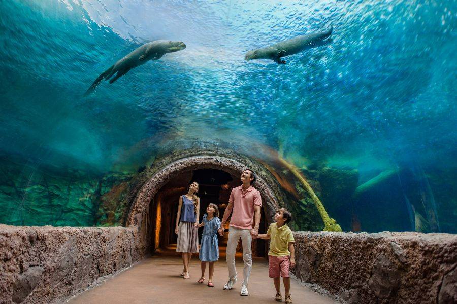 Giant River Otters