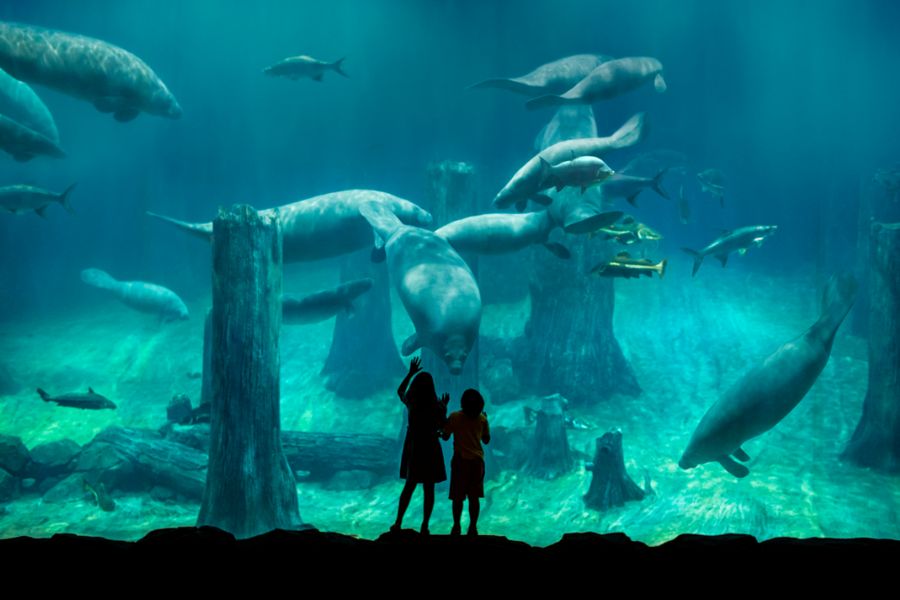 Amazon Flooded Forest