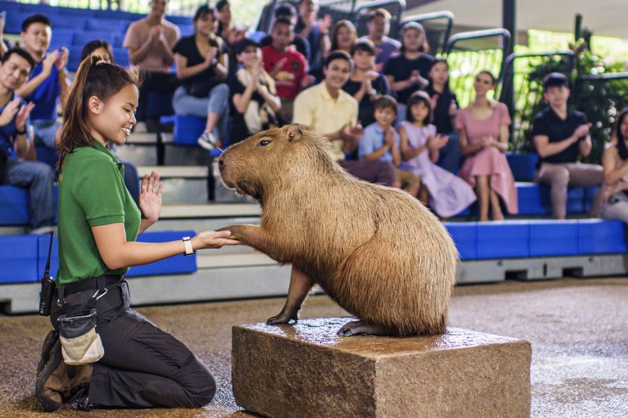 Once Upon a River Animal Presentation