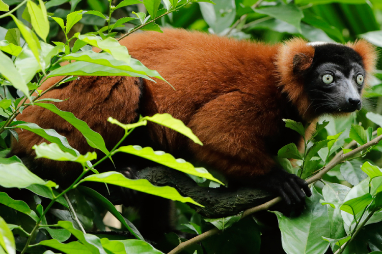 Red-ruffed Lemur