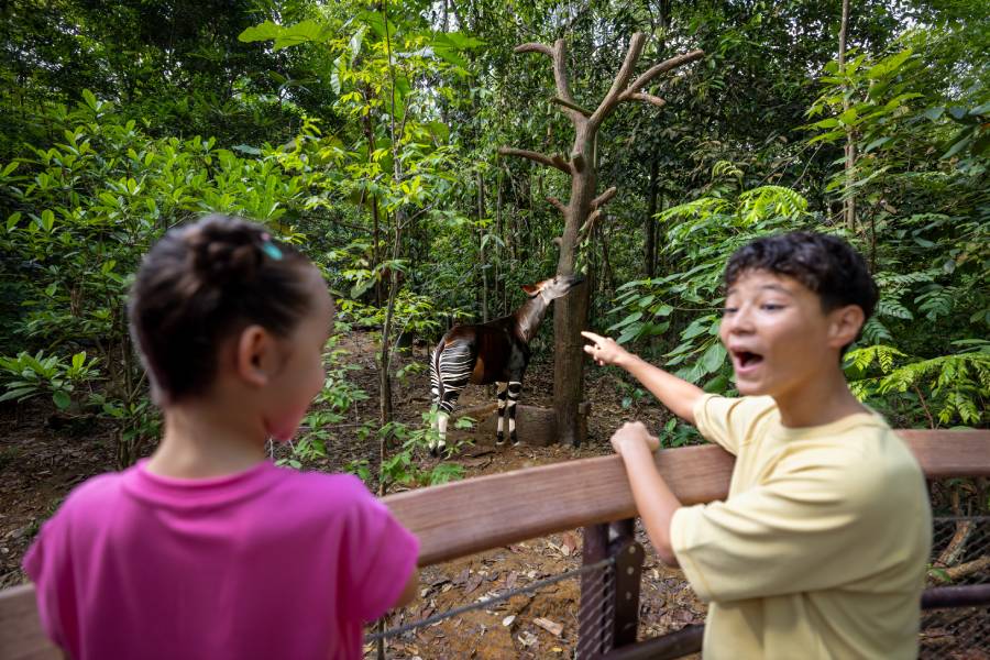 Okapi