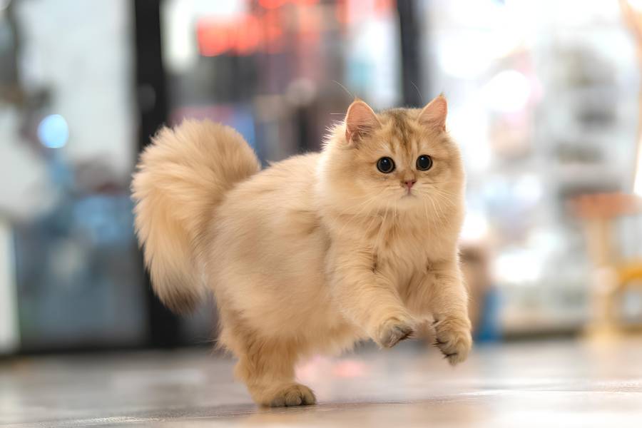 Meet the friendly residents at NekoTown Cat Cafe, where you can unwind amongst gentle felines in a tranquil setting at Mandai Wildlife WEST.