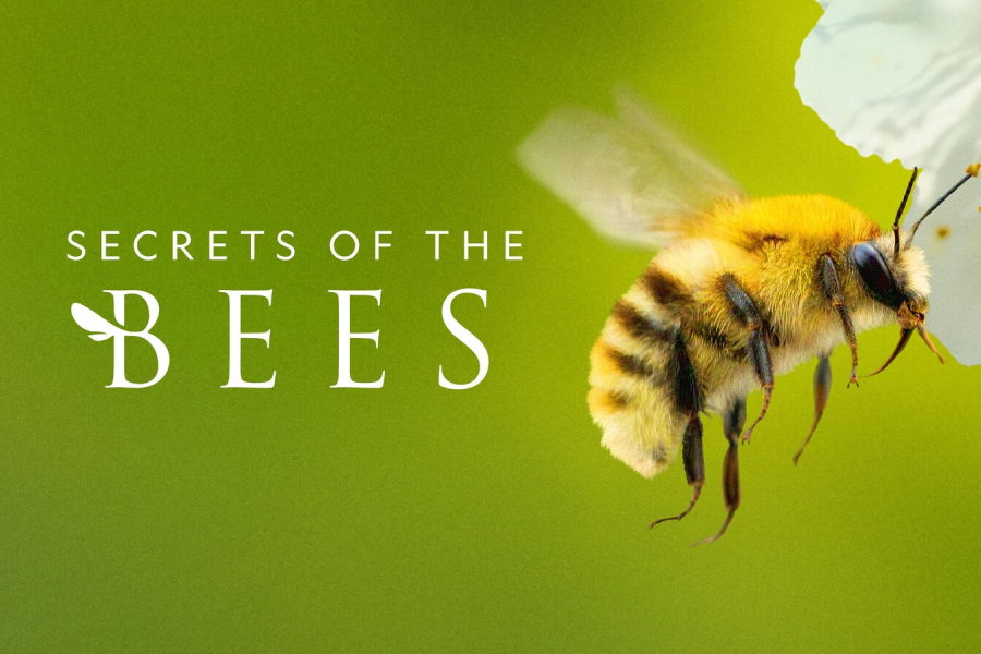 Secrets of the Bees screening