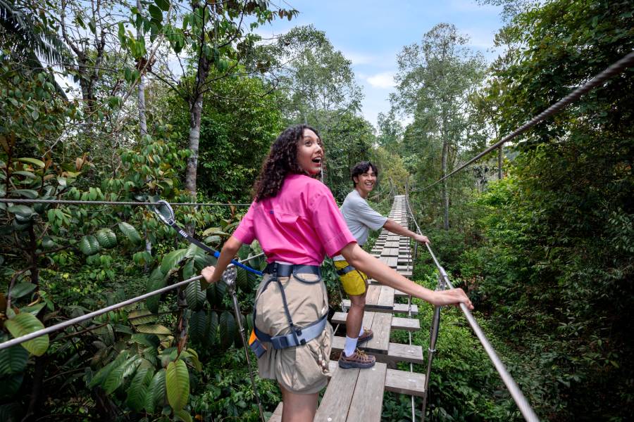A 125m harnessed treetop Adventure+ experience at Treetop Traverse, Rainforest Wild Adventure