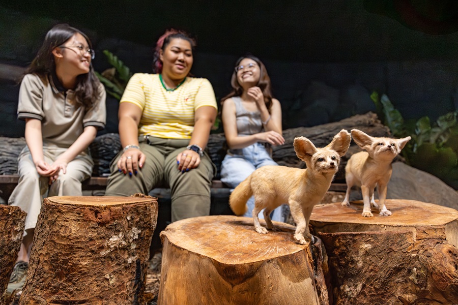 Get up close with these desert dwellers in Hello From The Wild: Fennec Fox session