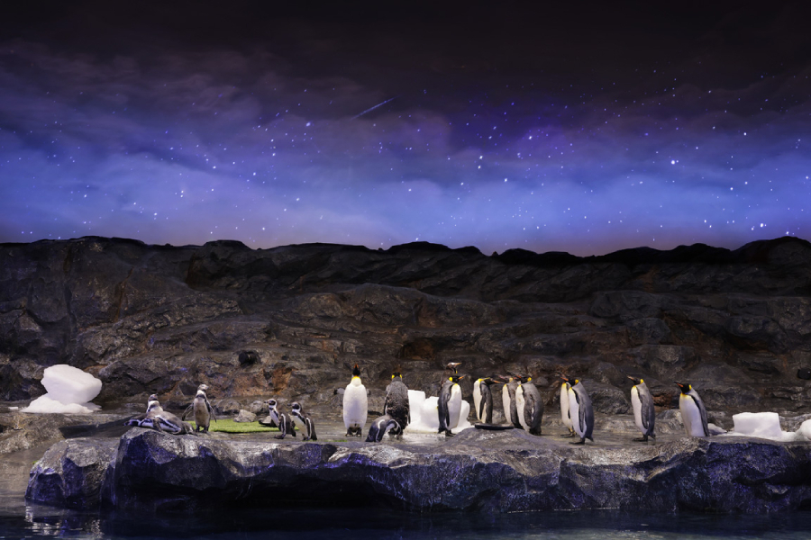 Penguins