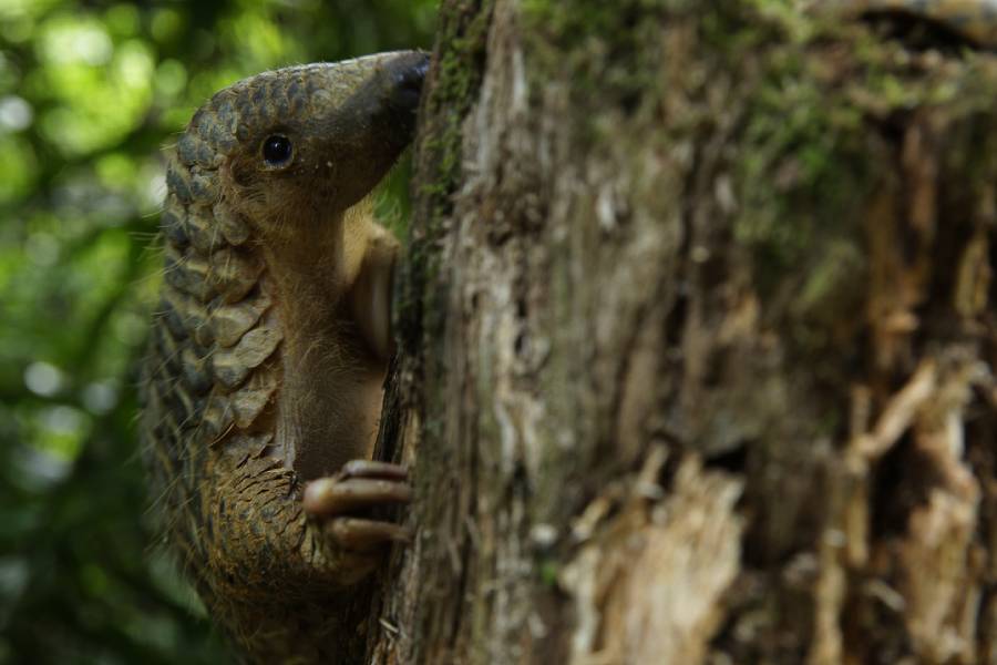 Sunda Pangolin
