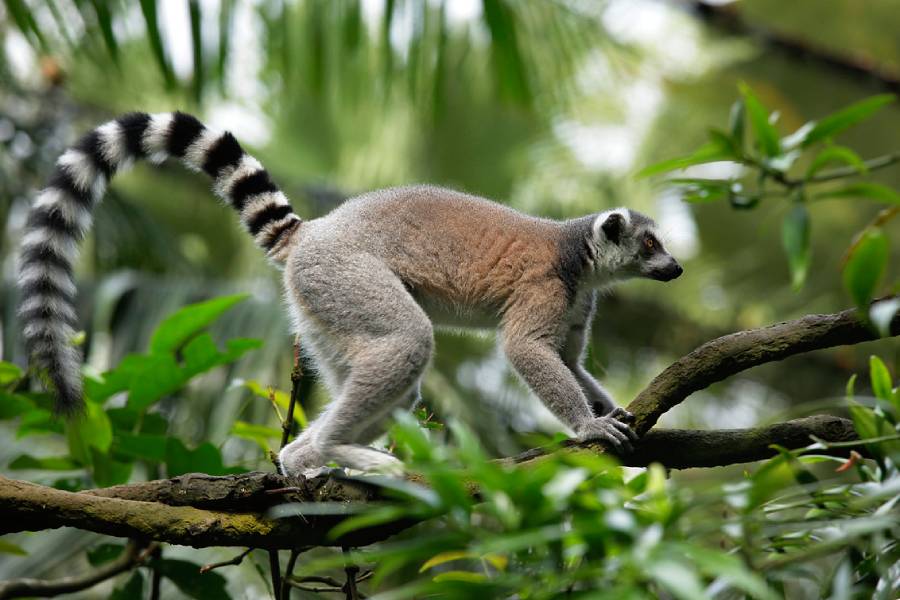 Lemur Land, Rainforest Wild Adventure