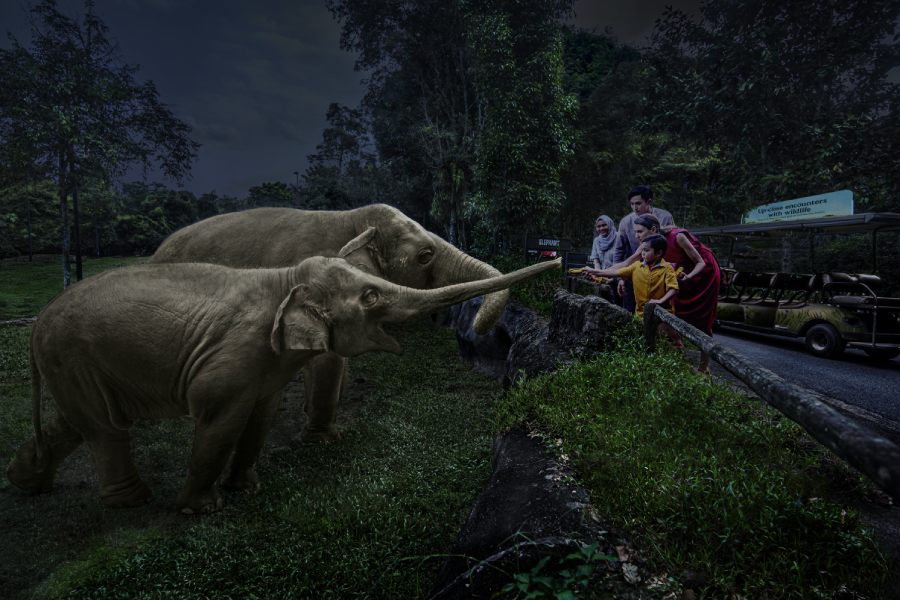 Safari Adventure Tour, Night Safari